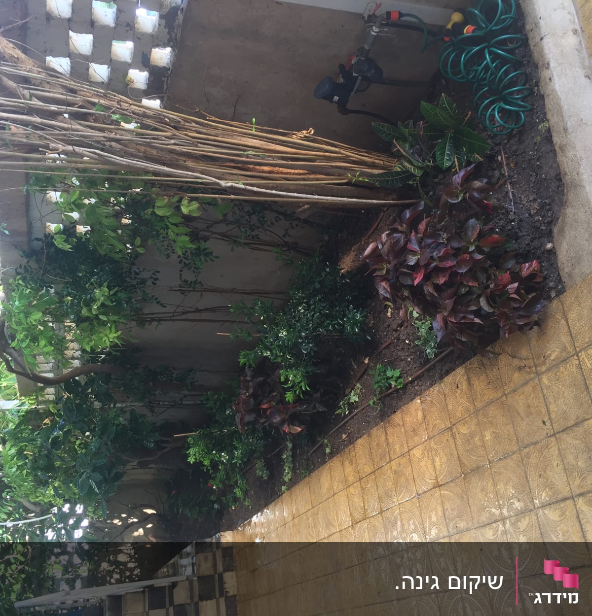 צינור מים מגולגל ליד צמחים בגינה